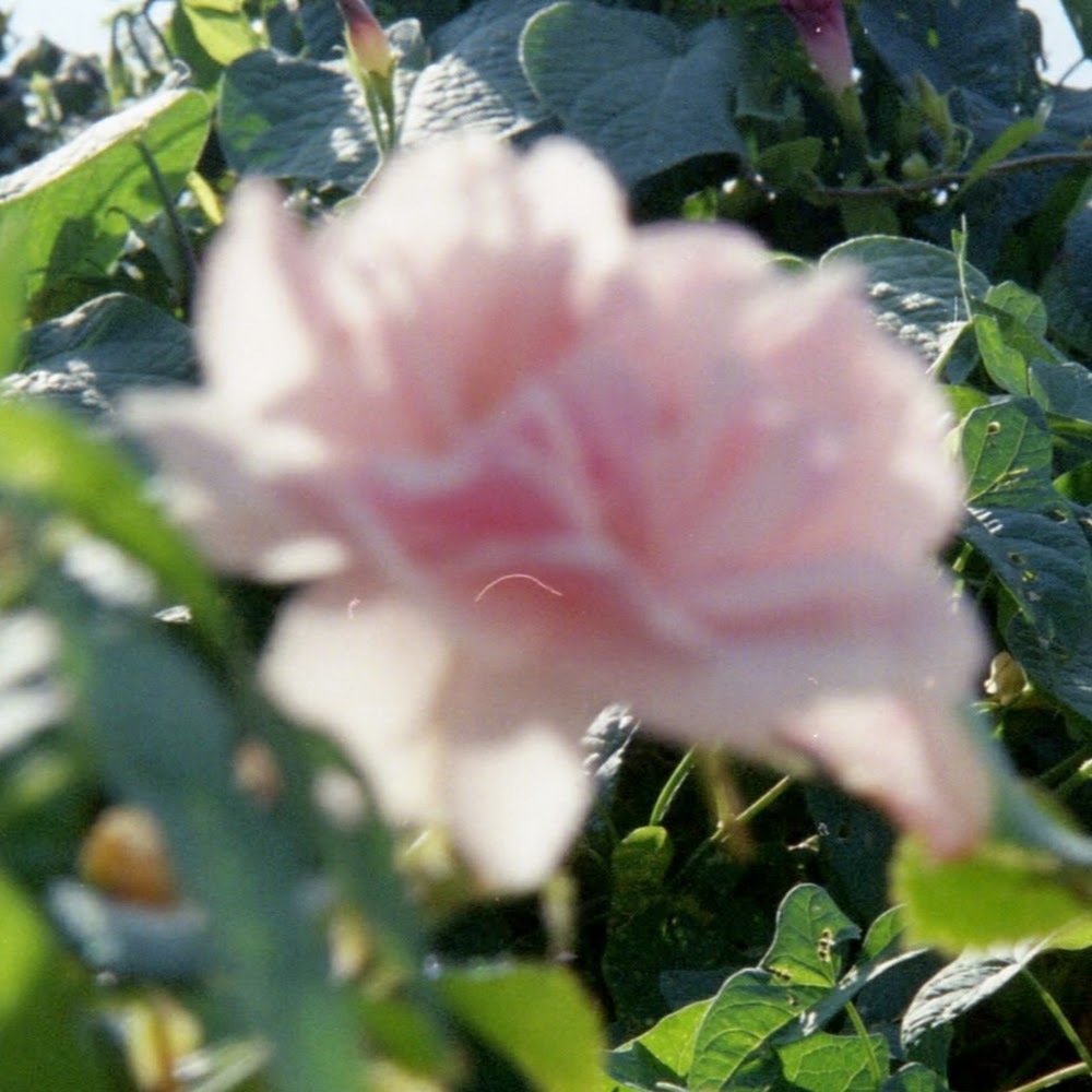 Meet your Posher, Grayson